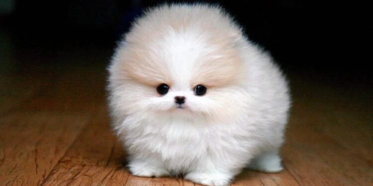 10 Raças De Cães Miniaturas Que Você Não Vai Acreditar Que Existem