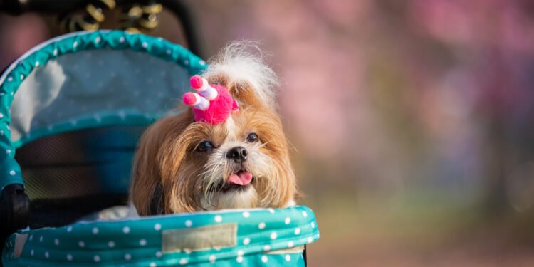 Os 5 melhores cachorros para ter em apartamento: Companheiros perfeitos para a vida urbana